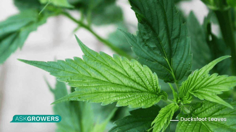 webbed cannabis leaves